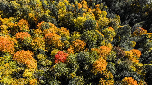Aerial view of a dense forest with vibrant autumn foliage in shades of red, orange, and yellow in Sigulda, Sigulda Municipality, Latvia.