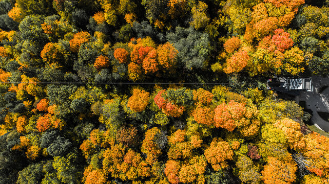Aerial view of dense forest canopy in Gauja National Park during autumn, showing vibrant orange and yellow foliage with a cable car line in Sigulda, Sigulda Municipality, Latvia.