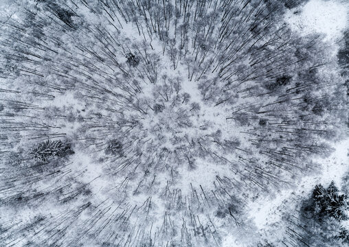 Aerial view of a dense forest covered in fresh snow with a natural circular pattern of bare trees and evergreen pines in the winter landscape of Latvia.