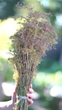 Hand holding a dried dill bunch with seed umbels against sunny blurred greenery. Organic herb harvest for cooking, spices and healthy food.