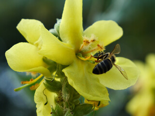 A bee collects pollen and nectar from the flowers of the common mullein. The medicinal plant Mullein grows in forest edges, slopes, and dry meadows.  © The physicist