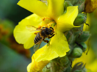 A bee collects pollen and nectar from the flowers of the common mullein. The medicinal plant Mullein grows in forest edges, slopes, and dry meadows.  © The physicist