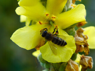 A bee collects pollen and nectar from the flowers of the common mullein. The medicinal plant Mullein grows in forest edges, slopes, and dry meadows.  © The physicist