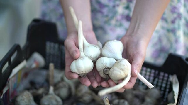 Woman in a floral dress presents freshly picked white garlic bulbs still bearing soil, capturing authentic rural harvest, organic farming and wholesome vegetable lifestyle.