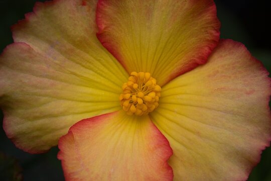 Macro shot of yellow begonia flower with red pink edges and detailed stamen