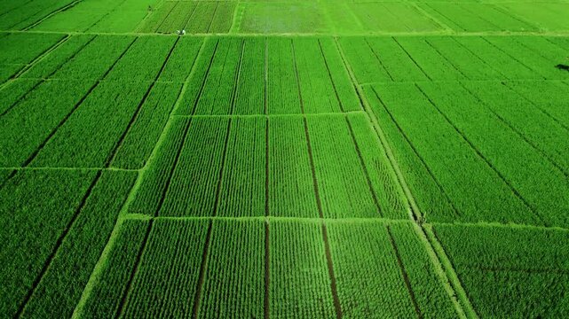 Aerial view of vibrant green rice paddies arranged in geometric patterns across the landscape in Singosari, East Java, Indonesia.