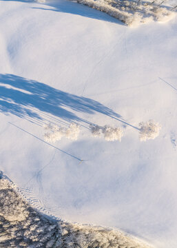 Aerial view of a snow-covered landscape with a row of frost-covered trees casting long shadows across the pristine white ground in Latvia.
