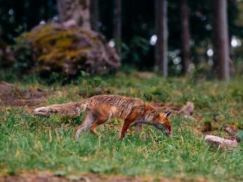 View of a red fox walking through the grassy forest floor with mossy rocks and tall trees in the background in Cabar, Primorje-Gorski Kotar, Croatia.