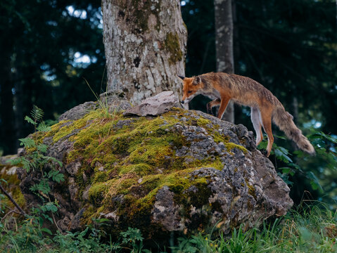 View of a red fox standing on a large moss-covered rock in a dense forest in Cabar, Primorje-Gorski Kotar, Croatia.