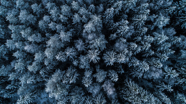 Aerial view of a dense forest covered in snow, winter scene, evergreen trees in Latvia.