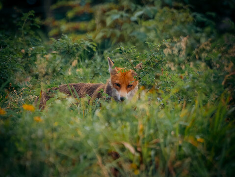 View of a red fox hiding in the lush green grass and foliage of a forest in Cabar, Primorje-Gorski Kotar, Croatia.
