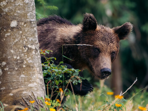 View of a brown bear peeking from behind a tree in the forest with green foliage and yellow flowers in Cabar, Primorje-Gorski Kotar, Croatia.