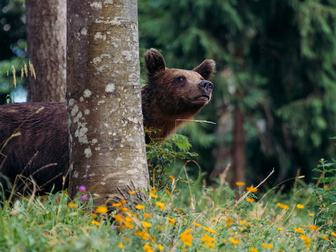 View of a brown bear peeking from behind a tree in a lush forest with yellow wildflowers in Cabar, Primorje-Gorski Kotar, Croatia.