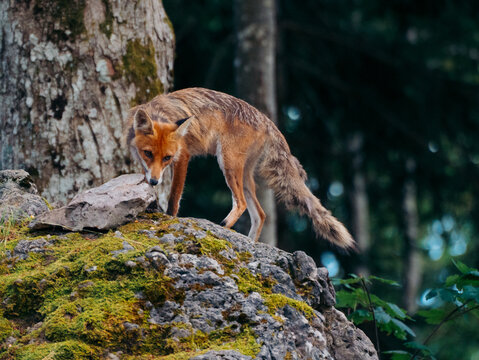 View of a red fox standing on a mossy rock in a forest in Cabar, Primorje-Gorski Kotar, Croatia.