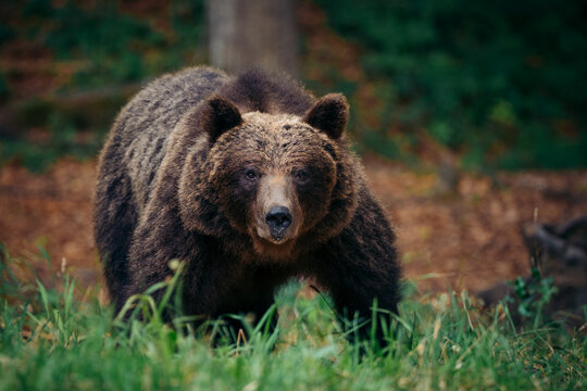 View of a brown bear standing in a lush forest during a photo safari in Cabar, Primorje-Gorski Kotar, Croatia.