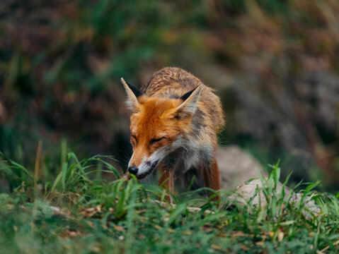 View of a red fox standing in the green grass in the forest of Cabar, Primorje-Gorski Kotar, Croatia.