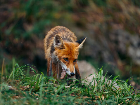 View of a red fox standing in the green grass in Cabar, Primorje-Gorski Kotar, Croatia.