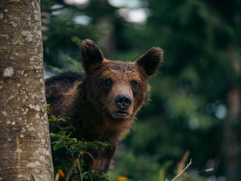 View of a brown bear peering from behind a tree trunk in the dense forest of Cabar, Primorje-Gorski Kotar, Croatia.