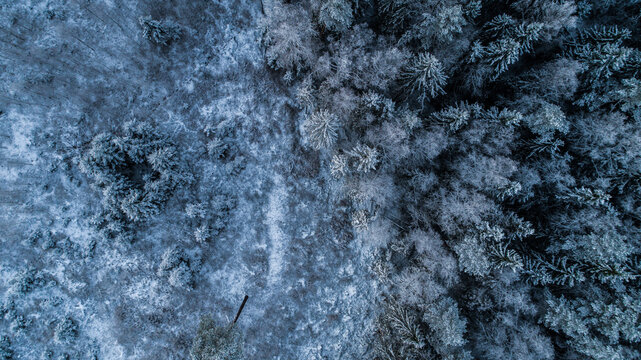 Aerial view of a dense forest covered in snow during winter with frost-covered treetops and shadows in Latvia.