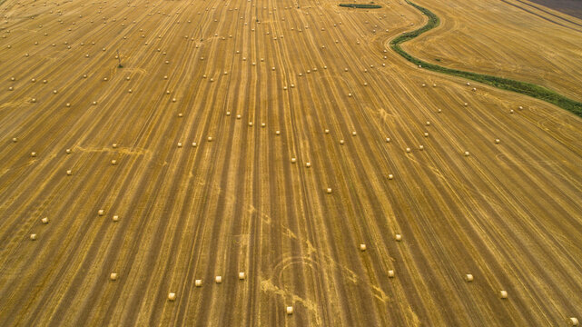 Aerial view of a harvested field filled with numerous round hay bales arranged in rows across the golden landscape in Latvia.