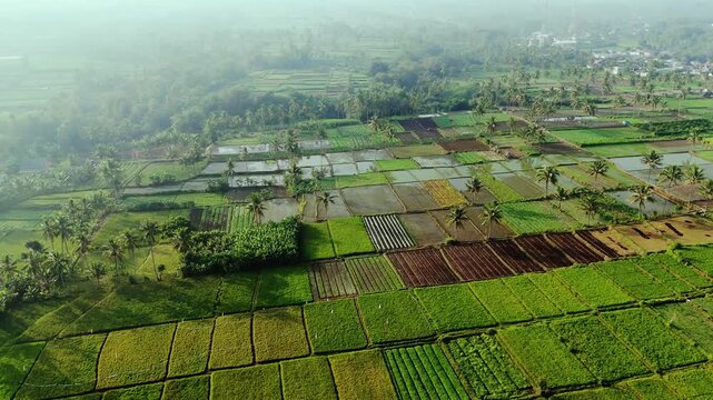 Aerial view of lush green rice paddies and palm trees in the rural landscape of Malang, East Java, Indonesia.