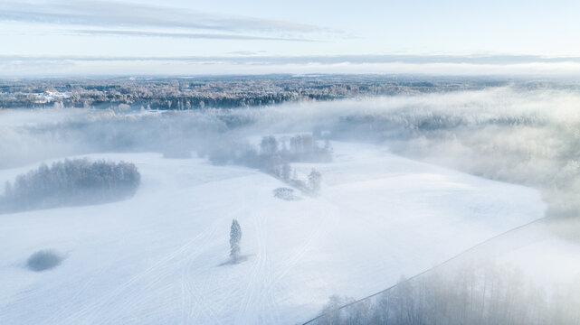 Aerial view of a snow-covered landscape with dense fog, scattered trees, and a solitary pine tree in the middle of a field in Latvia.