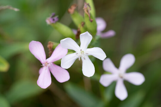 common soapwort, 
Saponaria officinalis white flowers