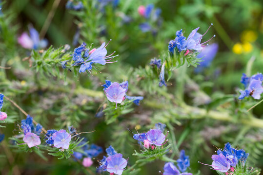 viper's bugloss, blueweed, 
Echium vulgare flowers closeup selective focus
