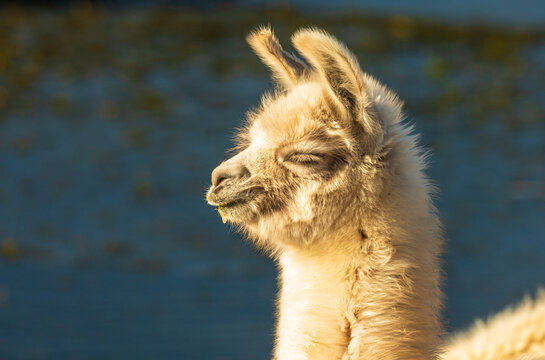View of a llama resting with eyes closed in the golden hour light at Laguna Colorada, Sur Lipez, Potosi Department, Bolivia.