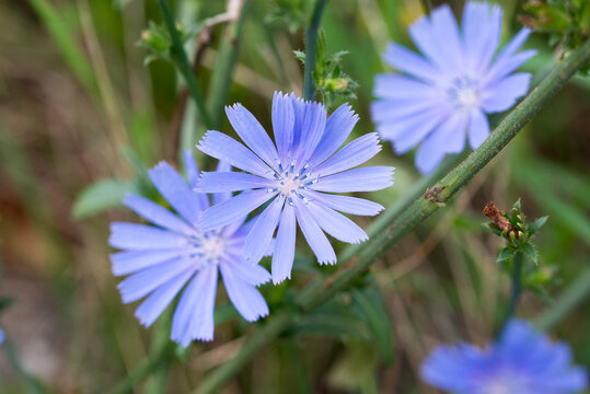 Common chicory, 
Cichorium intybus blue flowers closeup selective focus