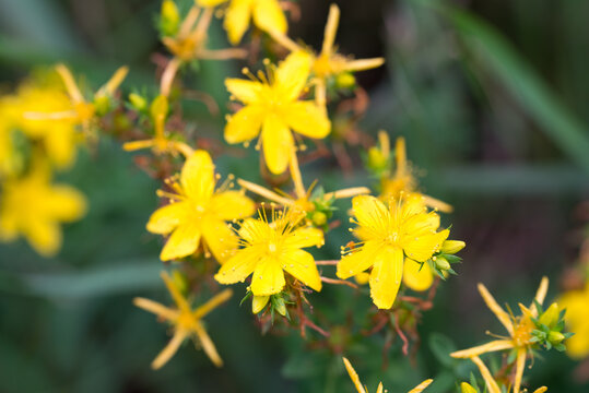 St. John's wort, 
Hypericum perforatum yellow flowers closeup selective focus
