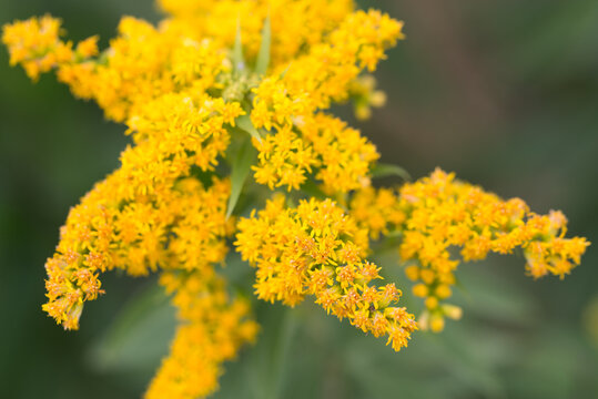 Canada goldenrod, 
Solidago canadensis flowers closeup selective focus