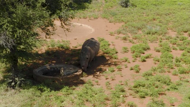 Aerial view of a rhino drinking from a circular water trough in the dry landscape of Thabazimbi, Tumbeta Reserve, South Africa.
