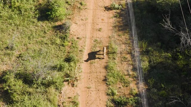 Aerial view of a cheetah walking along a dirt path beside a fence in the savanna of Thabazimbi, Tumbeta Reserve, South Africa.
