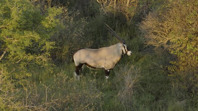 Aerial view of an oryx standing in the grassy bushland of the reserve in Thabazimbi, Tumbeta Reserve, South Africa.