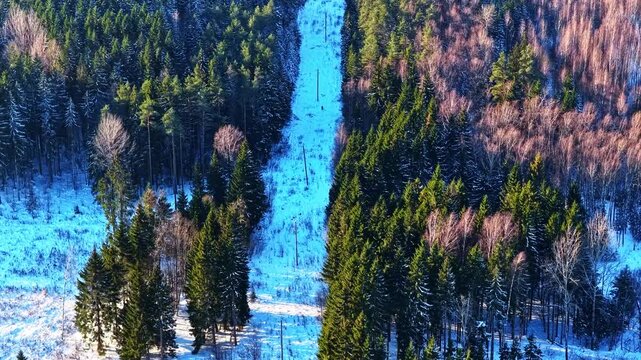 Aerial view of a snowy coniferous forest with a clear path cutting through the trees under winter sunlight in Latvia.
