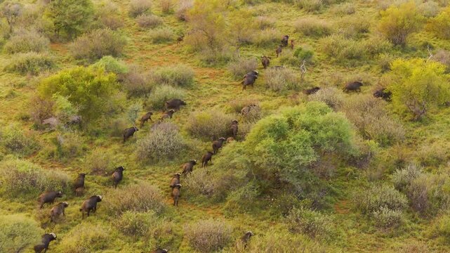 Aerial view of a herd of African buffalo grazing in the grassy landscape of the reserve in Thabazimbi, Tumbeta Reserve, South Africa.