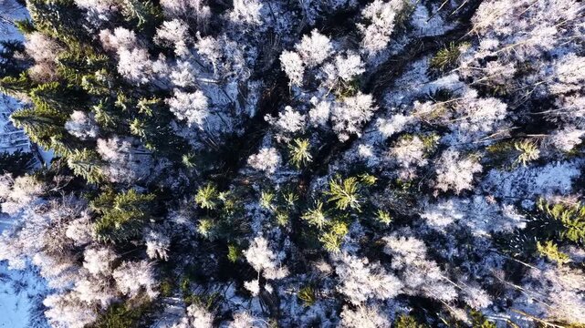 Aerial view of snow-covered forest with frost-dusted evergreen and deciduous trees in winter in Latvia.