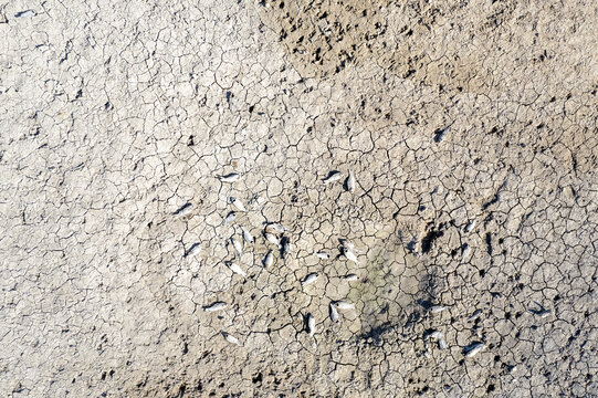Yesildere Bucagi, Karaman, Turkiye - 02 July 2025: Aerial view of the dried-up bed of Yesildere Dam showing cracked earth and dead fish scattered across the parched landscape.