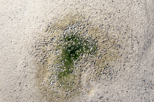 Yesildere Bucagi, Turkiye - 02 July 2025: Aerial view of dead fish stranded in a dried-up pool at Yesildere Dam, highlighting the impact of drought on local aquatic life.