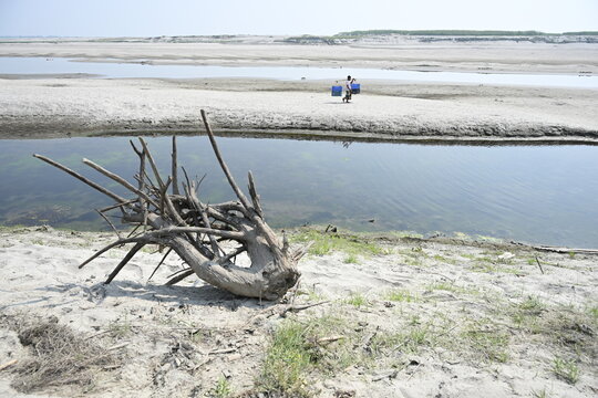 Gaibandha District, Rangpur Division, Bangladesh - 15 July 2026: View of a person carrying water containers along the sandy banks near Char Krishnamani, with driftwood in the foreground.