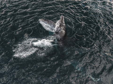 Aerial view of a humpback whale breaching in the dark ocean waters near Unalaska, Alaska, United States.