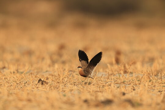 Indian courser (Cursorius coromandelicus) is a species of courser found in mainland South Asia, mainly in the plains bounded by the Ganges and Indus river system.