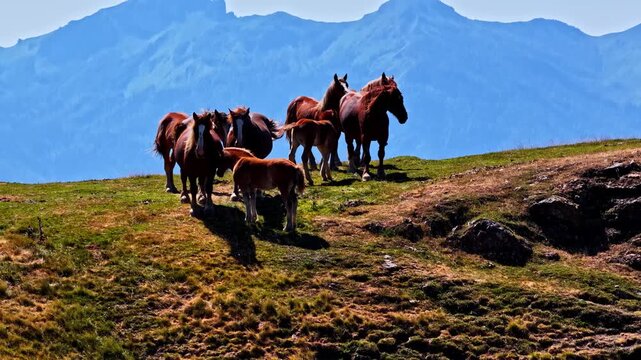 Aerial view of horses grazing on the grassy slopes of Col d'Aubisque with mountain peaks in the background in Beost, Nouvelle-Aquitaine, France.