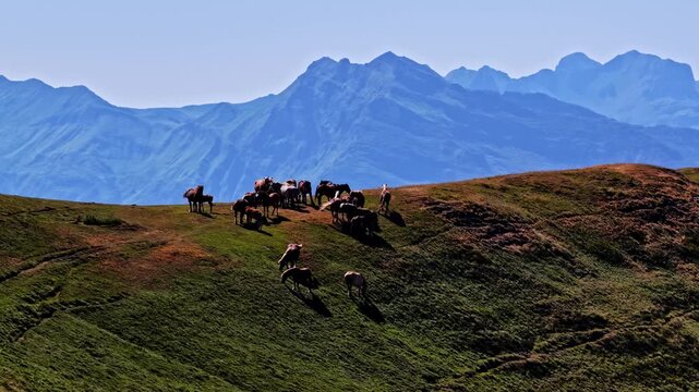 Aerial view of horses grazing on the grassy slopes of Col d'Aubisque under a clear sky in Beost, Nouvelle-Aquitaine, France.