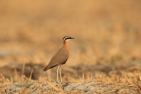 Indian courser (Cursorius coromandelicus) is a species of courser found in mainland South Asia, mainly in the plains bounded by the Ganges and Indus river system.