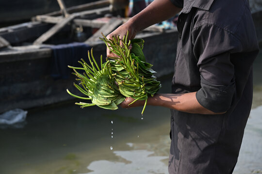 Gaibandha District, Rangpur Division, Bangladesh - 15 February 2026: View of a person holding a bundle of fresh betel leaves near a boat on the river at Char Krishnamani.