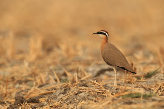 Indian courser (Cursorius coromandelicus) is a species of courser found in mainland South Asia, mainly in the plains bounded by the Ganges and Indus river system.