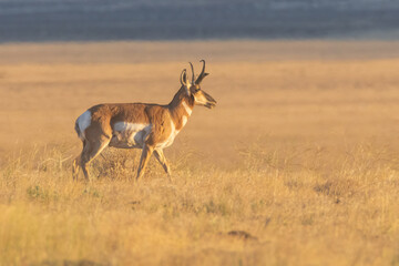 Naklejka premium Pronghorn buck (Antilocapra americana) walking through dry golden grassland in early morning light, Lassen County, California.