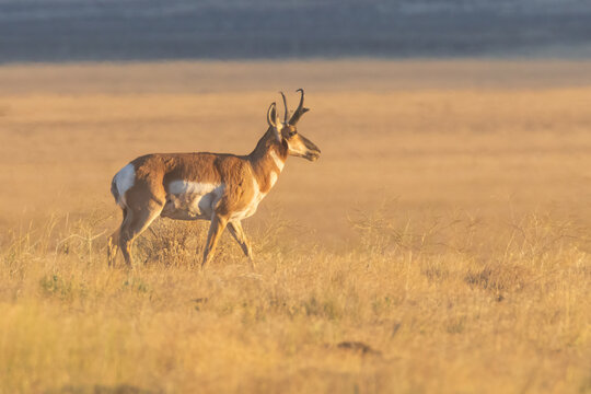 Pronghorn buck (Antilocapra americana) walking through dry golden grassland in early morning light, Lassen County, California.